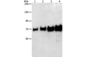 Western Blot analysis of 0. (BSA anticorps)