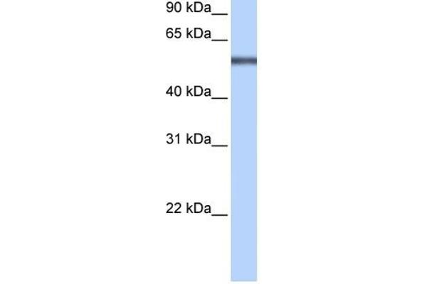 LRRC8E anticorps  (Middle Region)