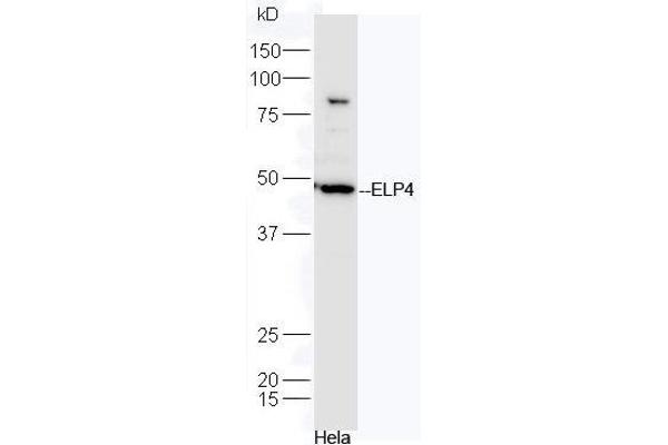 ELP4 anticorps  (AA 321-424)