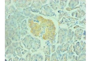 Immunohistochemical of paraffin-embedded human pancreas using ABIN7151798 at dilution of 1:200 (ENO2/NSE anticorps)