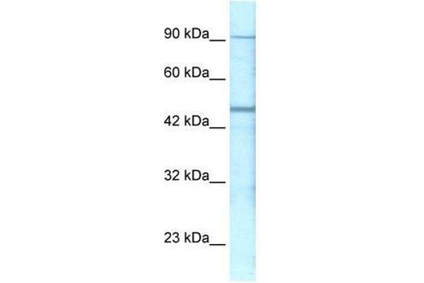 GABRP anticorps  (N-Term)