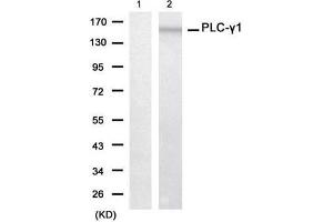 Western blot analysis of extracts from 293 cell using PLC-γ1 (Ab-771) Antibody (E021523, Lane 1 and 2 ) (Phospholipase C gamma 1 anticorps)