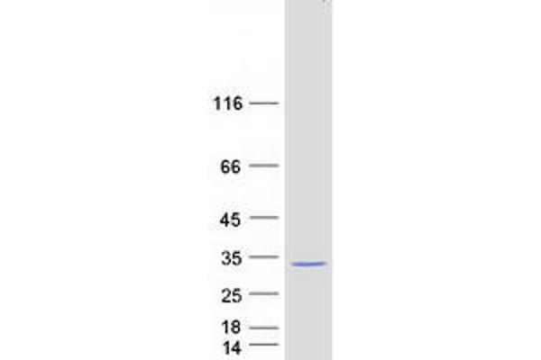 STXBP6 Protein (Myc-DYKDDDDK Tag)