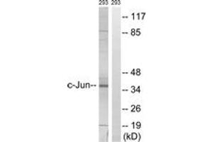 Western blot analysis of extracts from 293 cells, using c-Jun (Ab-63) Antibody. (C-JUN anticorps  (AA 31-80))