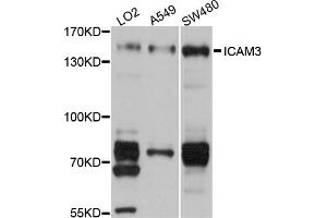 Western blot analysis of extracts of various cell lines, using ICAM3 antibody (ABIN5972101) at 1/1000 dilution. (ICAM-3/CD50 anticorps)