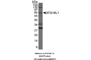 Image no. 1 for anti-ATG16 Autophagy Related 16-Like 1 (ATG16L1) (AA 1-100) antibody (ABIN363640) (ATG16L1 anticorps  (AA 1-100))
