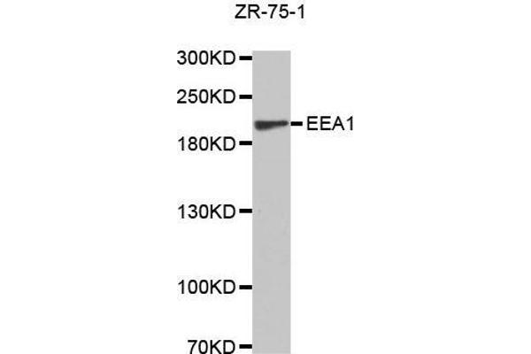 EEA1 anticorps  (AA 1182-1411)