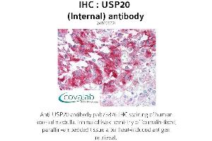 Image no. 1 for anti-Ubiquitin Specific Peptidase 20 (USP20) (Internal Region) antibody (ABIN1740605) (USP20 anticorps  (Internal Region))
