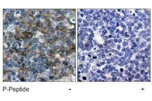 Image no. 1 for anti-Vasodilator-Stimulated phosphoprotein (VASP) (pSer157) antibody (ABIN196950) (VASP anticorps  (pSer157))