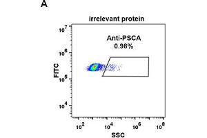 Expi 293 cell line transfected with irrelevant protein  (A) and human PSCA  (B) were surface stained with Rabbit anti-PSCA monoclonal antibody 1 μg/mL  (clone: DM87) followed by Alexa 488-conjugated anti-rabbit IgG secondary antibody. (PSCA anticorps  (AA 12-86))