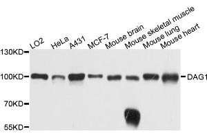 Western blot analysis of extracts of various cell lines, using DAG1 antibody (ABIN6003782) at 1/1000 dilution. (Dystroglycan anticorps)