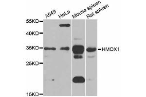 Western blot analysis of extracts of various cell lines, using HMOX1 antibody (ABIN5997912) at 1/1000 dilution. (HMOX1 anticorps)