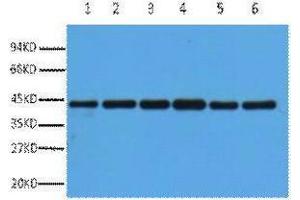 Western Blotting (WB) image for anti-Actin, beta (ACTB) antibody (ABIN3181257) (beta Actin anticorps)