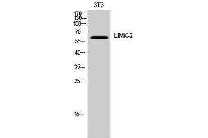 Western Blotting (WB) image for anti-LIM Domain Kinase 2 (LIMK2) (Ser77) antibody (ABIN3175845) (LIMK2 anticorps  (Ser77))