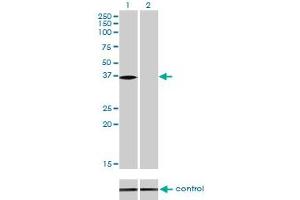 Western blot analysis of NMI over-expressed 293 cell line, cotransfected with NMI Validated Chimera RNAi (Lane 2) or non-transfected control (Lane 1). (NMI anticorps  (AA 1-100))