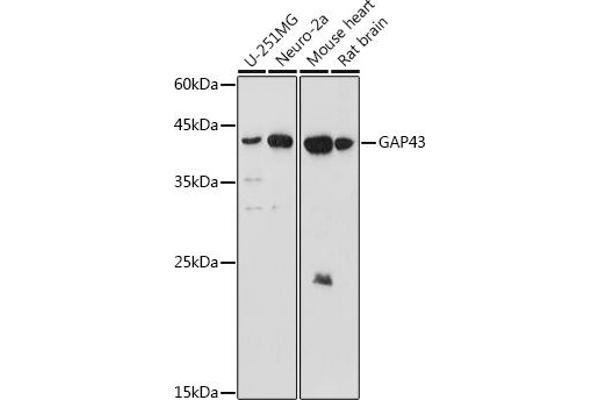 GAP43 anticorps  (AA 1-238)