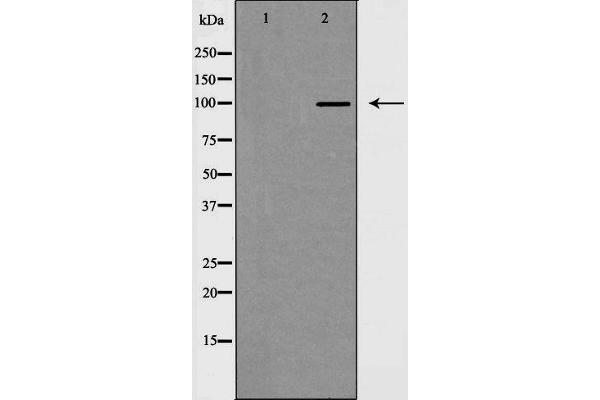 MKL1 anticorps  (N-Term)