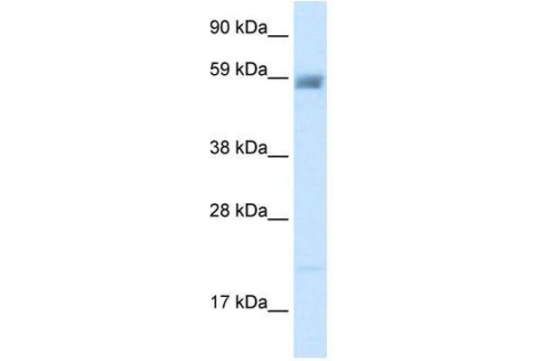 ASIC3 anticorps  (N-Term)