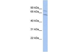 WB Suggested Anti-CNOT2 Antibody Titration:  0. (CNOT2 anticorps  (Middle Region))