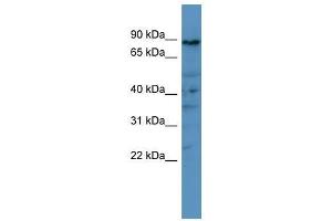 PDE8A antibody used at 0. (PDE8A anticorps  (C-Term))