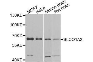 Western blot analysis of extracts of various cell lines, using SLCO1A2 antibody (ABIN5974861) at 1/1000 dilution. (SLCO1A2 anticorps)