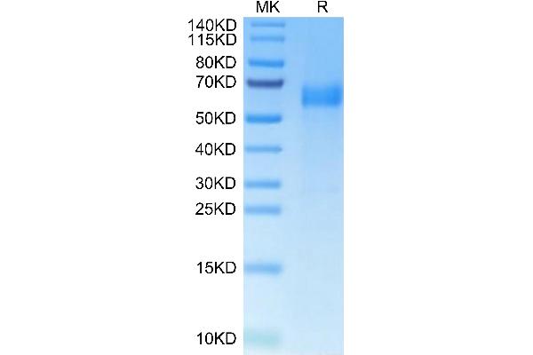 HHLA2 Protein (AA 23-344) (His tag)