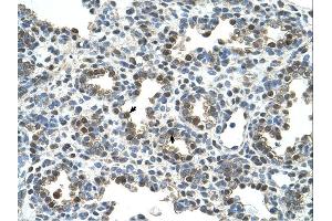 Glycoprotein antibody was used for immunohistochemistry at a concentration of 4-8 ug/ml. (Glycoprotein anticorps)