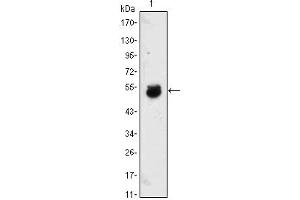 Western Blot showing BMP4 antibody used against BMP4-hIgGFc transfected HEK293 cell lysate. (BMP4 anticorps)