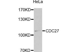 Western blot analysis of extracts of HeLa cells, using CDC27 antibody (ABIN5975347) at 1/1000 dilution. (CDC27 anticorps)