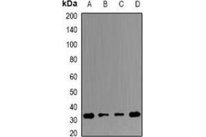 Western blot analysis of ERP29 expression in THP1 (A), Hela (B), mouse testis (C), mouse spleen (D) whole cell lysates. (ERP29 anticorps)