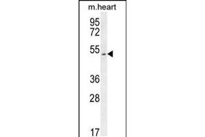 Western blot analysis in mouse heart tissue lysates (35ug/lane). (SLC10A4 anticorps  (C-Term))