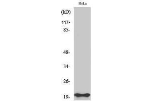 Western Blotting (WB) image for anti-BCL2-Associated X Protein (BAX) (N-Term) antibody (ABIN3174000) (BAX anticorps  (N-Term))