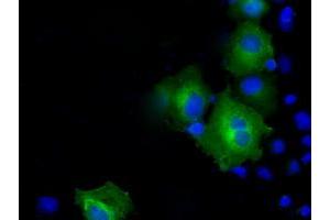 Immunofluorescence (IF) image for anti-Proteasome (Prosome, Macropain) 26S Subunit, ATPase, 3 (PSMC3) antibody (ABIN1501336) (PSMC3 anticorps)