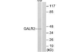 Western blot analysis of extracts from RAW264. (GALR2 anticorps  (Internal Region))