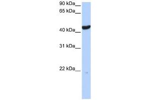 Cytokeratin 23 antibody used at 1 ug/ml to detect target protein. (KRT23 anticorps)