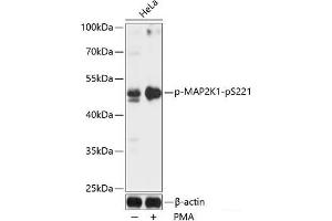 Western blot analysis of extracts of HeLa cells using Phospho-MAP2K1(pS221) Polyclonal Antibody at dilution of 1:1000. (MEK1 anticorps  (pSer221))