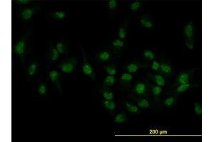 Image no. 3 for anti-Target of EGR1, Member 1 (Nuclear) (TOE1) (AA 1-511) antibody (ABIN599319) (TOE1 anticorps  (AA 1-511))