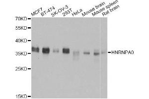 Western blot analysis of extracts of various cell lines, using HNRNPA0 antibody. (HNRNPA0 anticorps  (AA 1-180))