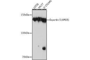 Western blot analysis of extracts of various cell lines, using Exportin 5 (XPO5) (XPO5) Rabbit mAb (ABIN1682763, ABIN3018126, ABIN3018127 and ABIN7101577) at 1:1000 dilution. (XPO5 anticorps)