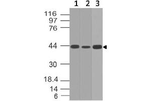Image no. 1 for anti-Interleukin 17 Receptor E (IL17RE) (AA 50-268) antibody (ABIN5027273) (IL17RE anticorps  (AA 50-268))
