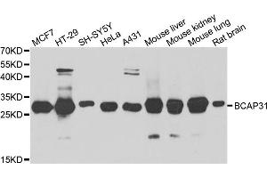 Western blot analysis of extracts of various cell lines, using BCAP31 antibody (ABIN5974244) at 1/1000 dilution. (BCAP31 anticorps)
