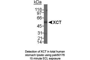 Image no. 1 for anti-Solute Carrier Family 7, (Cationic Amino Acid Transporter, Y+ System) Member 11 (SLC7A11) (N-Term) antibody (ABIN363485) (SLC7A11 anticorps  (N-Term))