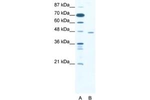Western Blotting (WB) image for anti-C-terminal Binding Protein 1 (CTBP1) antibody (ABIN2460479) (CTBP1 anticorps)