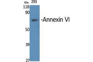 Western Blot (WB) analysis of specific cells using Annexin VI Polyclonal Antibody. (ANXA6 anticorps  (N-Term))