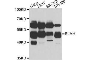 Western blot analysis of extracts of various cell lines, using BLMH antibody. (BLMH anticorps)