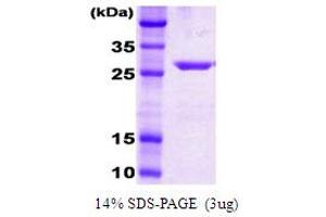 SDS-PAGE (SDS) image for DnaK (AA 385-638) protein (ABIN666810) (DnaK (AA 385-638) Protéine)