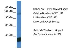 Western Blotting (WB) image for anti-Myosin Phosphatase, Target Subunit 1 (PPP1R12A) (C-Term) antibody (ABIN786344) (PPP1R12A anticorps  (C-Term))