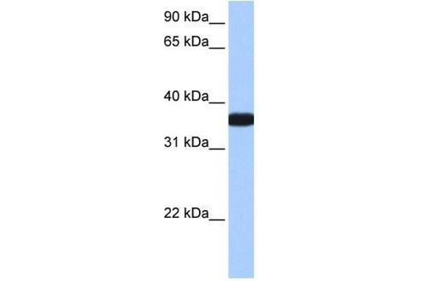 OCEL1 anticorps  (C-Term)