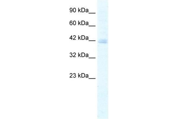 KCTD18 anticorps  (N-Term)