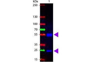 Image no. 1 for Rabbit anti-Pig IgG (Whole Molecule) antibody (FITC) (ABIN301126) (Lapin anti-Porc IgG (Whole Molecule) Anticorps (FITC))
